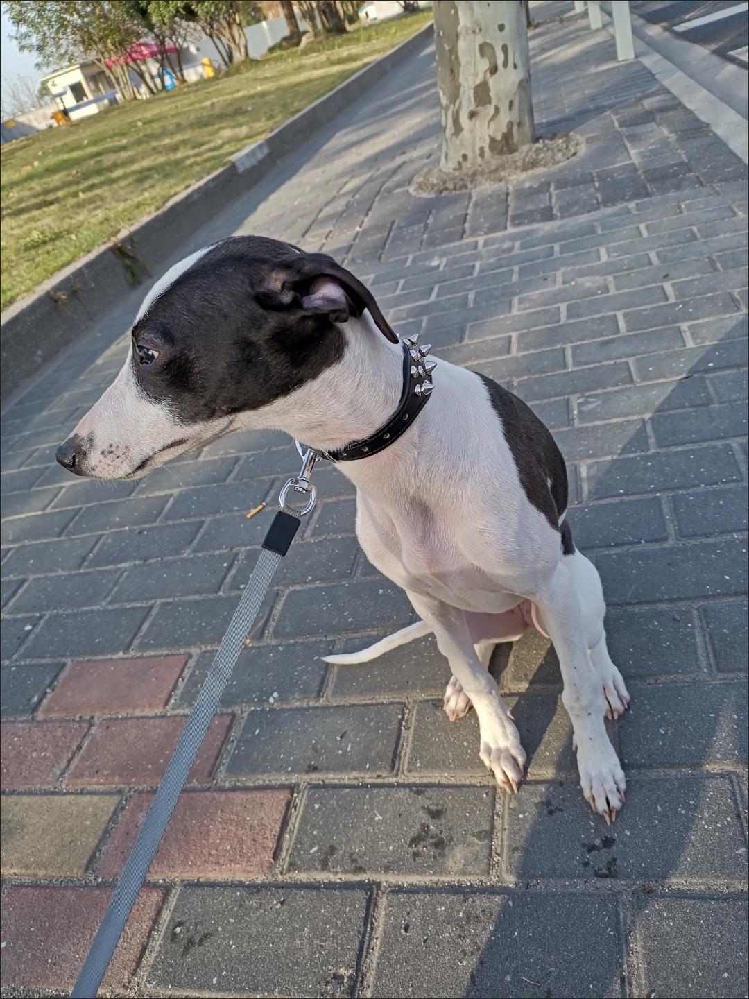 Spiked Dog Collar Antibite and Antiwriggle review Nathan King