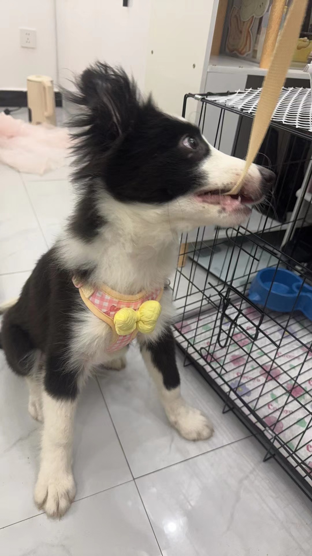 Bowknot Pet Harness Leash review Robert Johnson