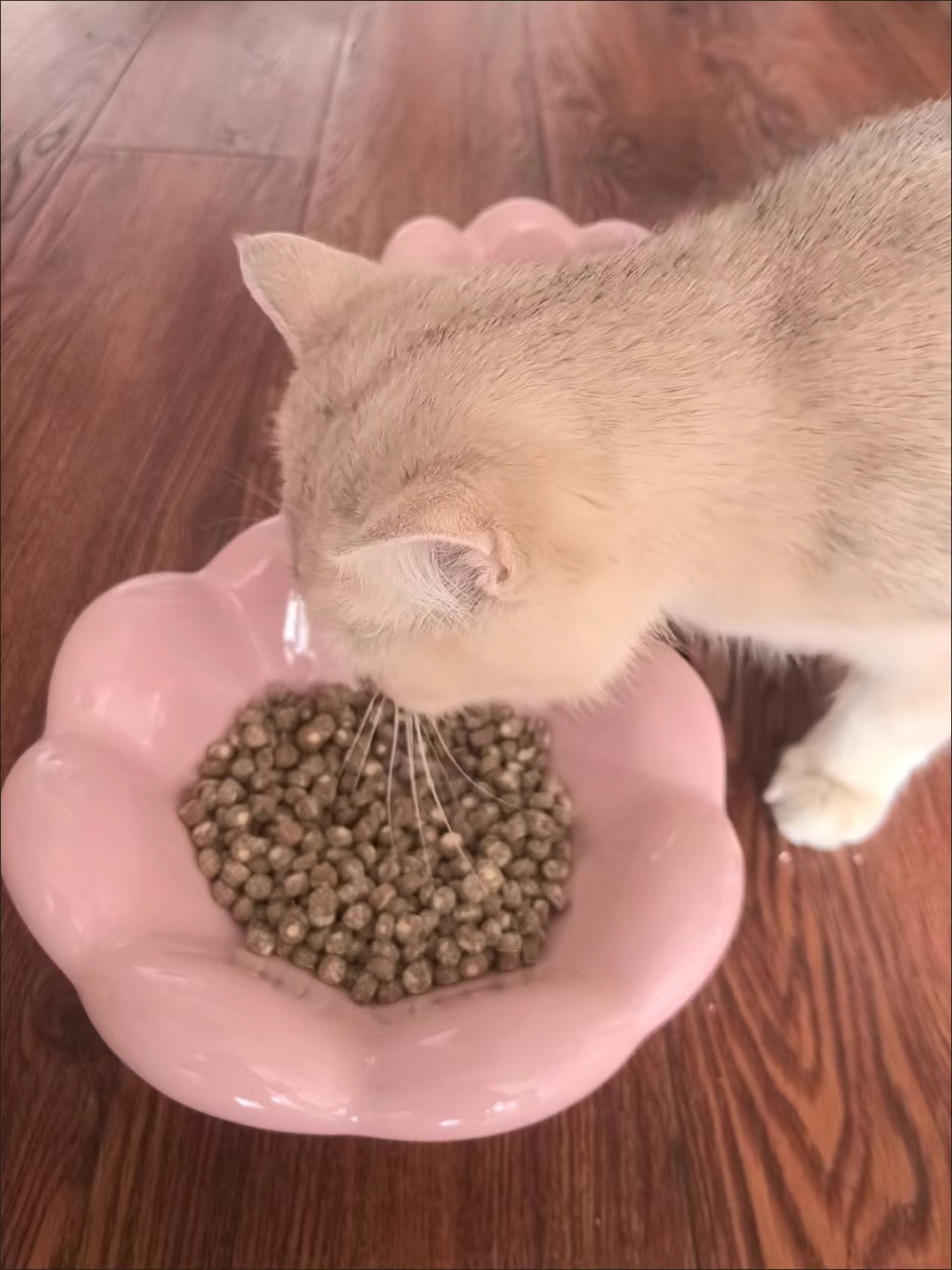 Tulip shaped High leg Ceramic Pet Bowl review Emily Davis
