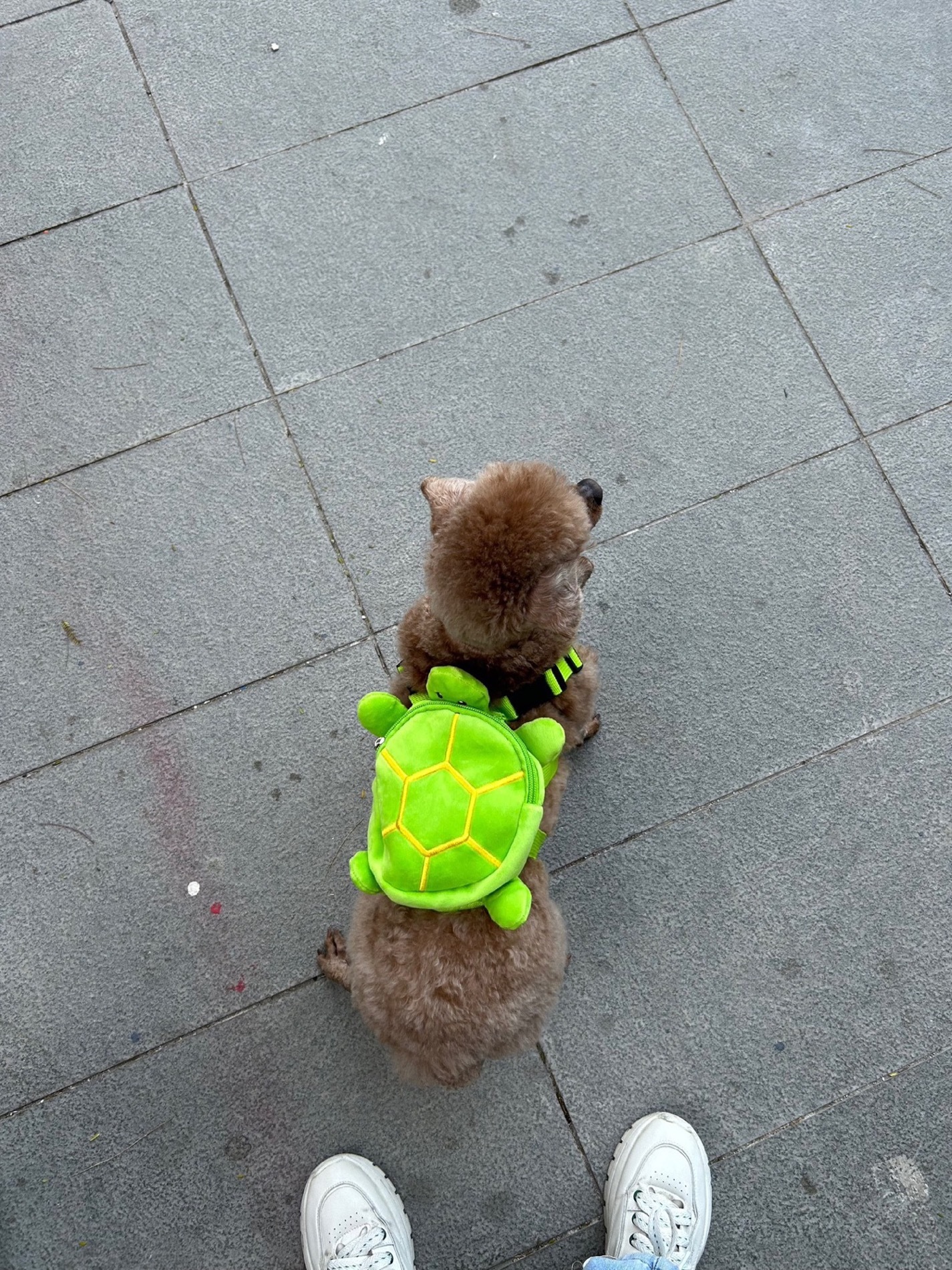 Adorable Dog going-out Mini Backpack review Jennifer Brown