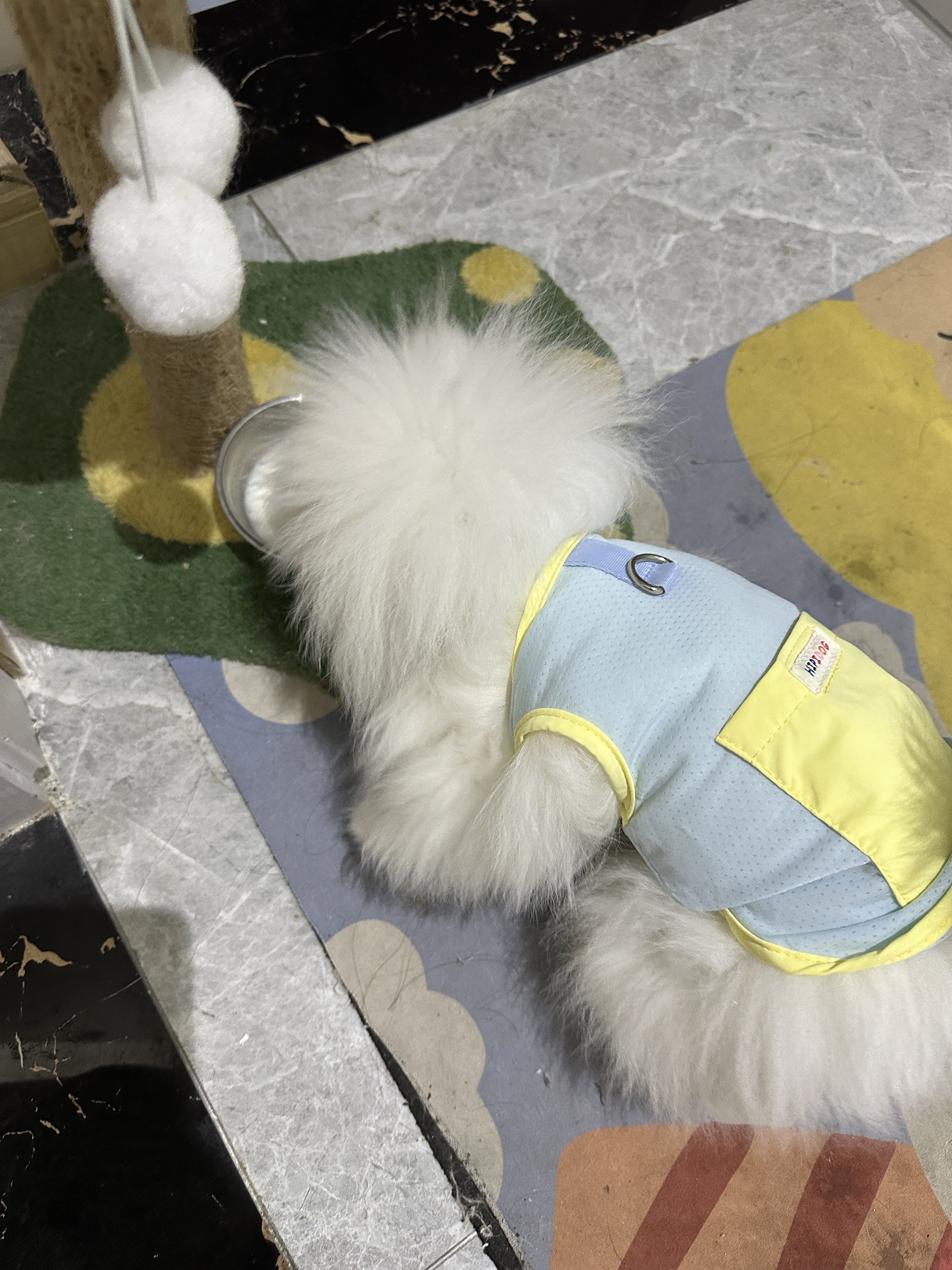 Rainbow Printed Traction Cool Clothes Cool Pet Clothes review Olivia Parker