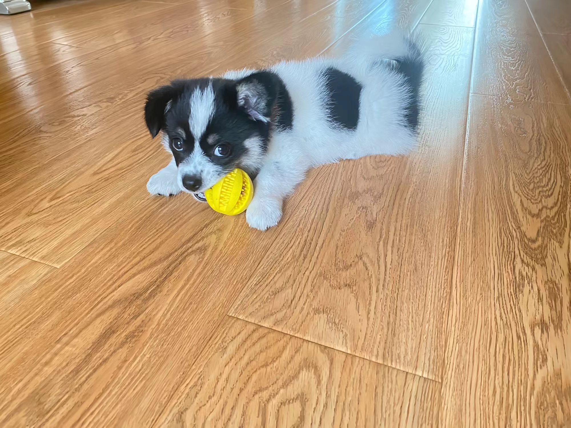 Pet Teeth - Grinding Watermelon Ball Rubber Toy Feeder Ball Teeth - Cleaning review Rachel Green