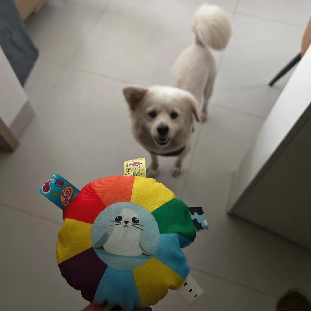 Colorful Pet Frisbee Toy review Michael Brown