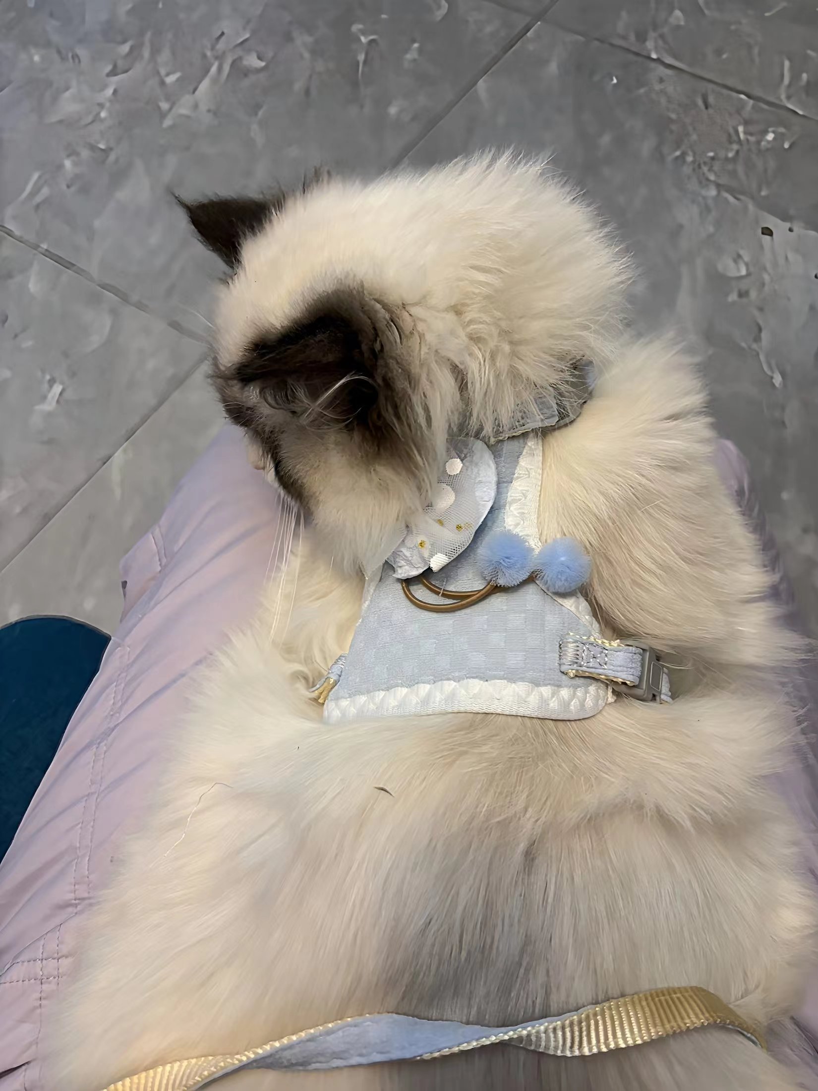 Bubble Heart Bow Harness review Daniel White