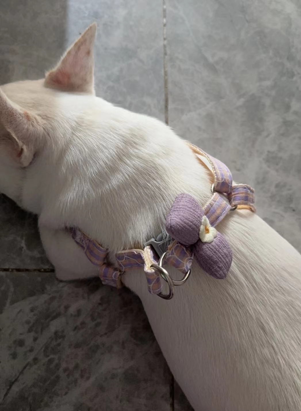 Daisy Bow Pet Leash Set Fashion Design review Thomas Anderson
