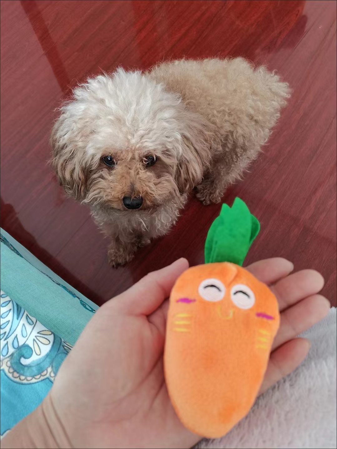 Cute Squeaky Carrot Plush Toy for Dogs and Cats review William Turner