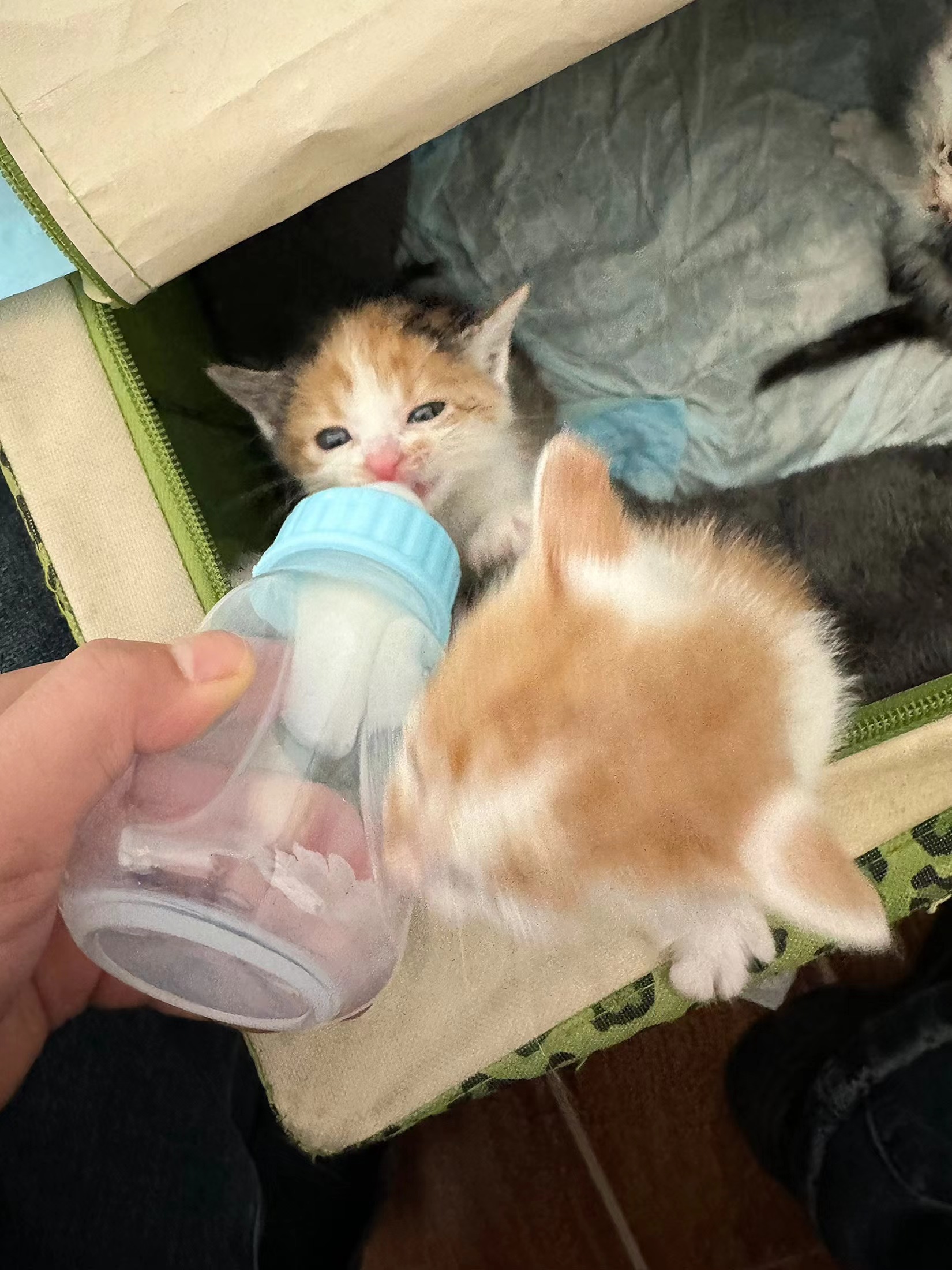 Pet Anti Spill Feeding Bottle review Olivia Taylor