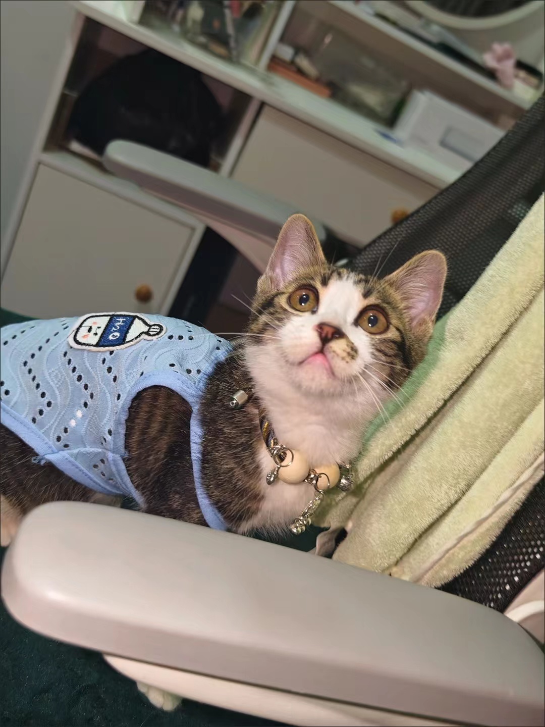Cat and Dog Clothes Summer Thin Breathable Tank Top review Linda Green