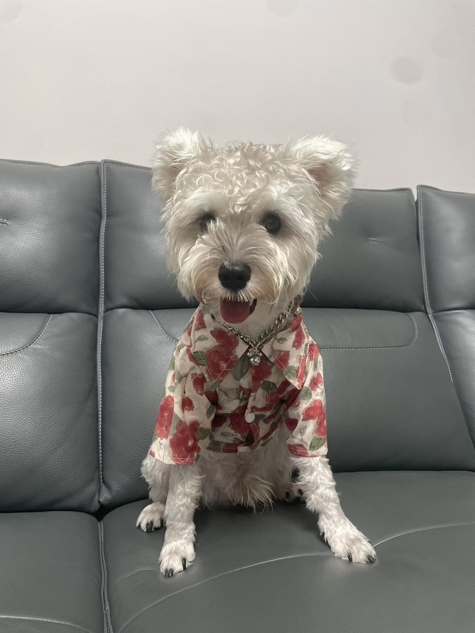 Pet Clothing, Spring And Summer Shirts review Robert Anderson