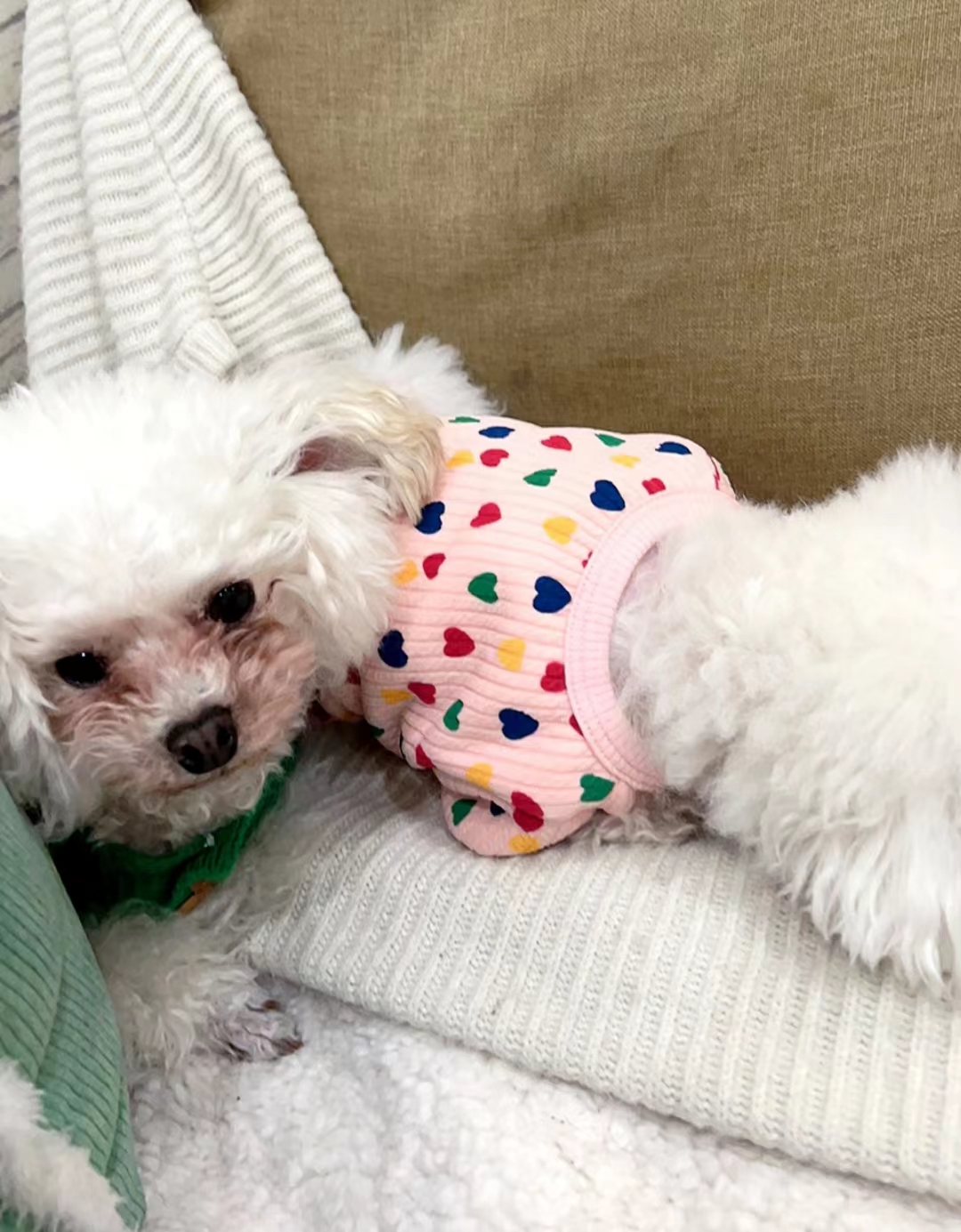 Summer Thin Pet Cute Clothing review Jessica Green