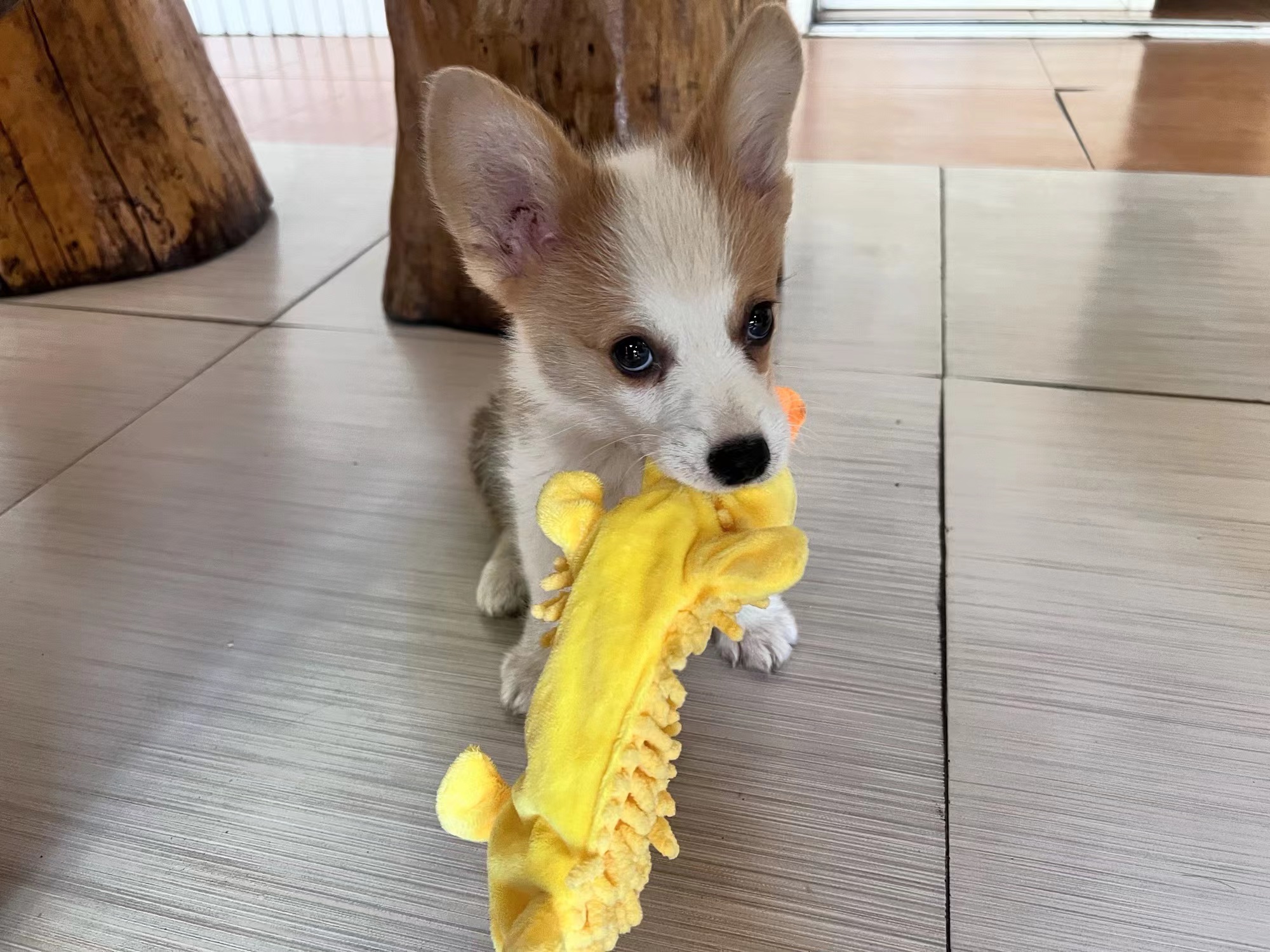  Interactive Plush Dog Toy with Sounds review David Lee