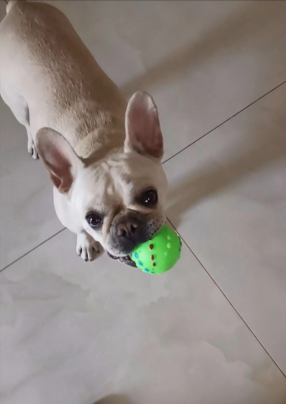 Squeaky Dog Face Ball Toy review Amy Taylor
