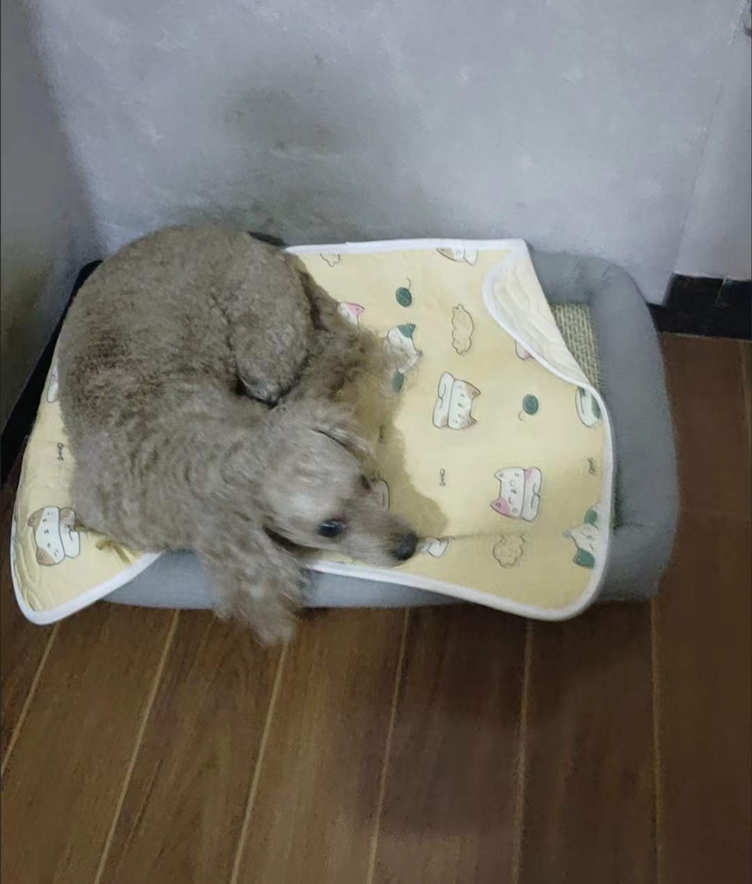 Pet Year round Ice Silk Cooling Mat review Jessica Lee