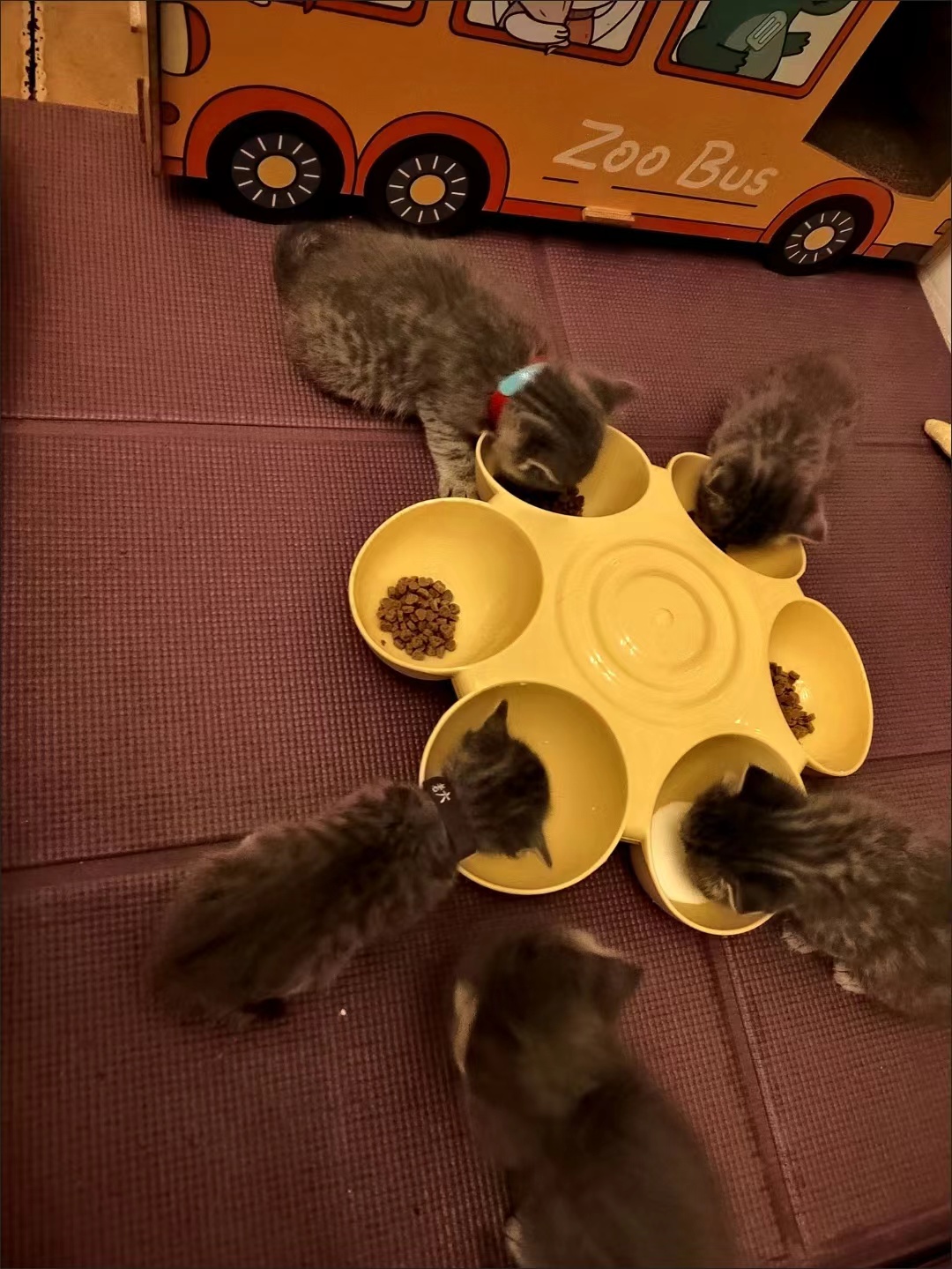 Flower Shape Pet Feeding Bowl review Matthew Wilson