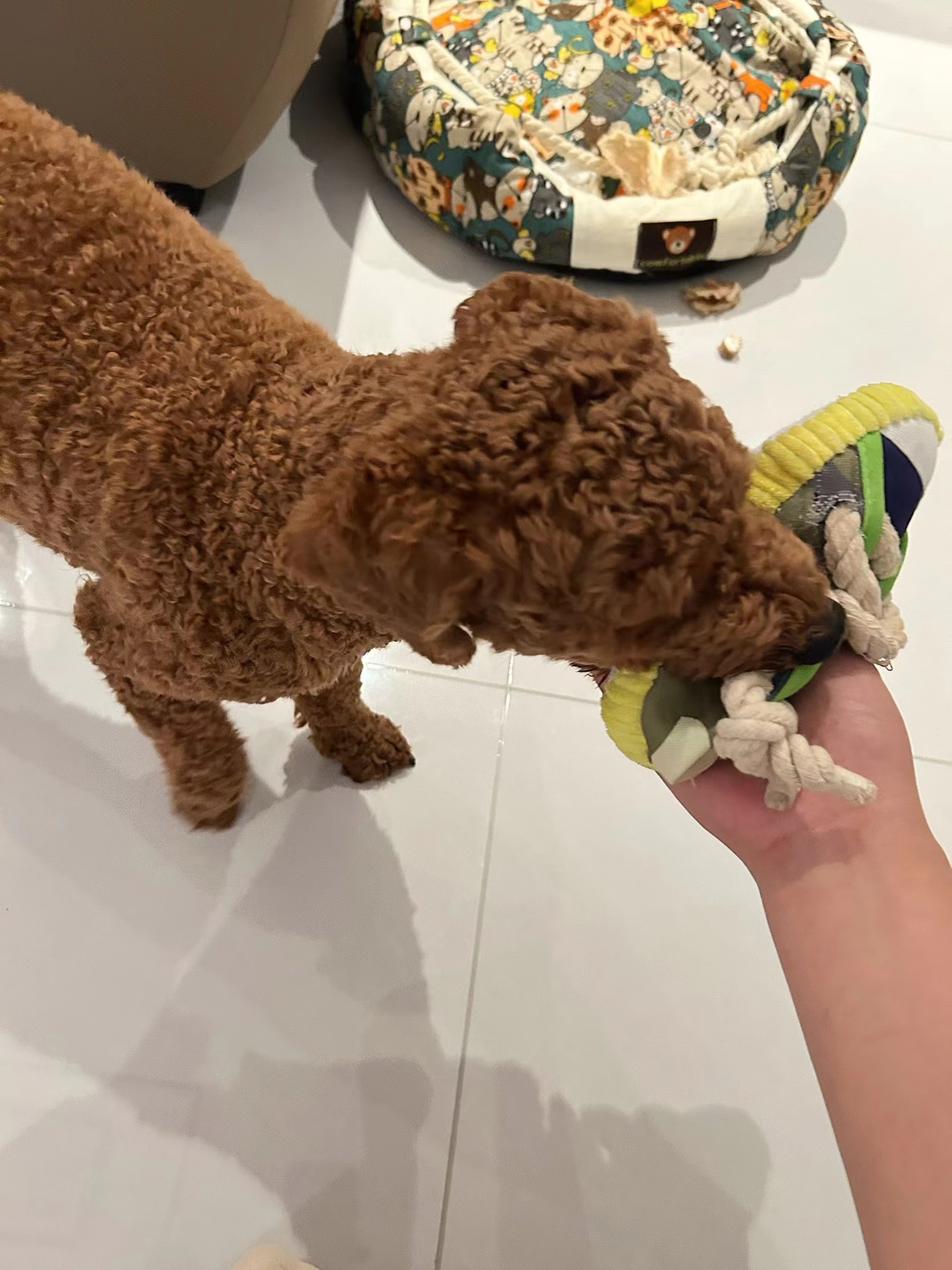 Squeaky Rope Shoe Dog Toy review William Davis