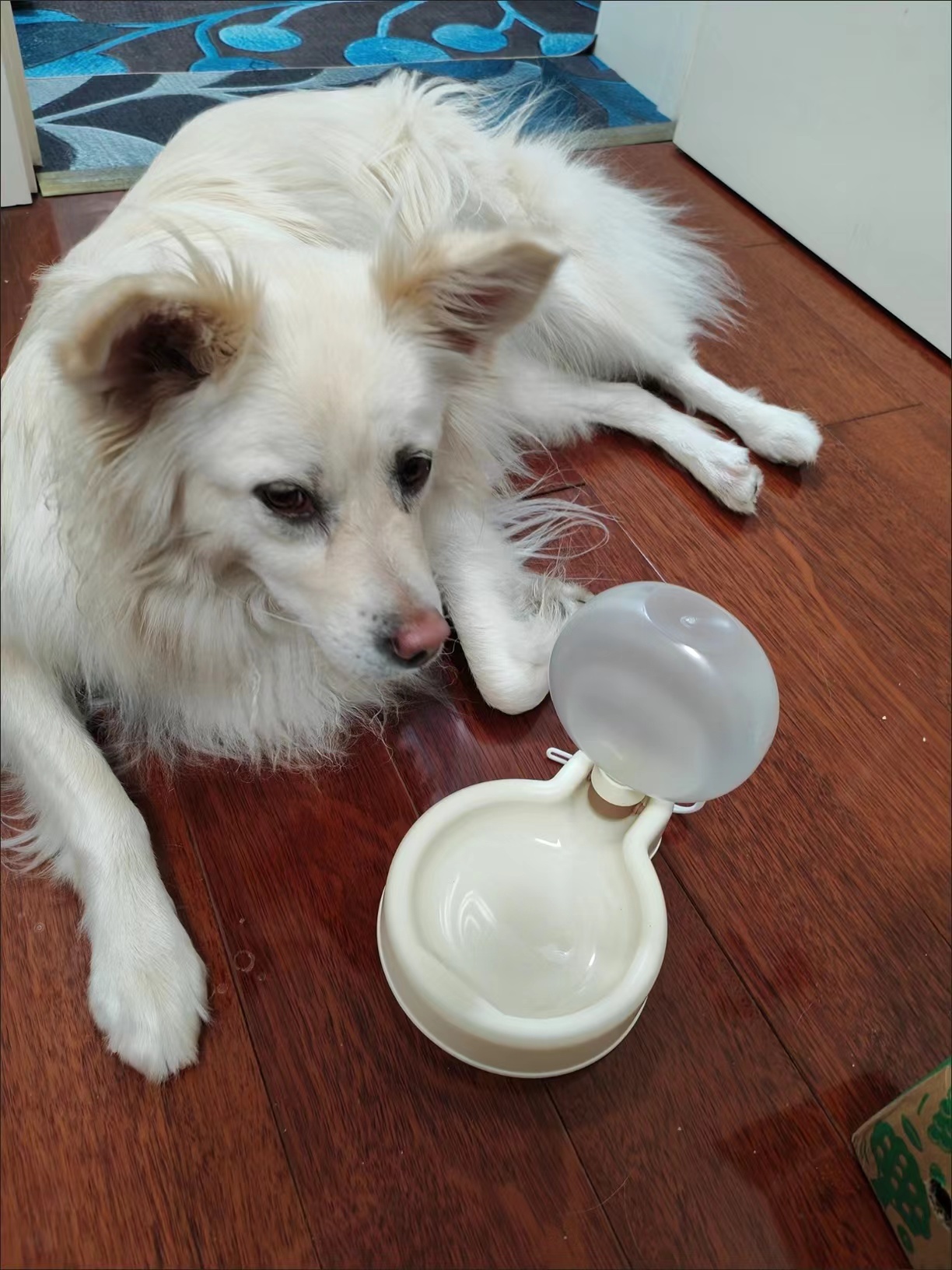 Pet Travel Water Cup Collapsible Portable Gravity Feeder review James Carter