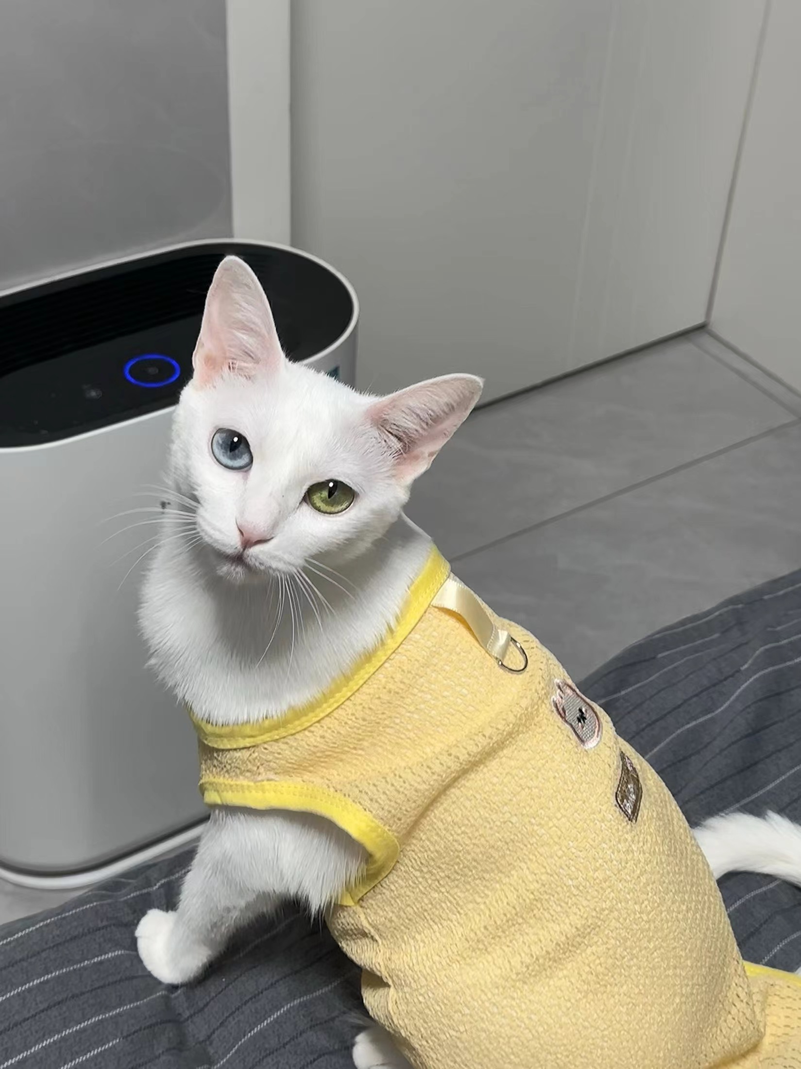 Summer Breathable Cat And Dog Clothing Straps review Marie Carter