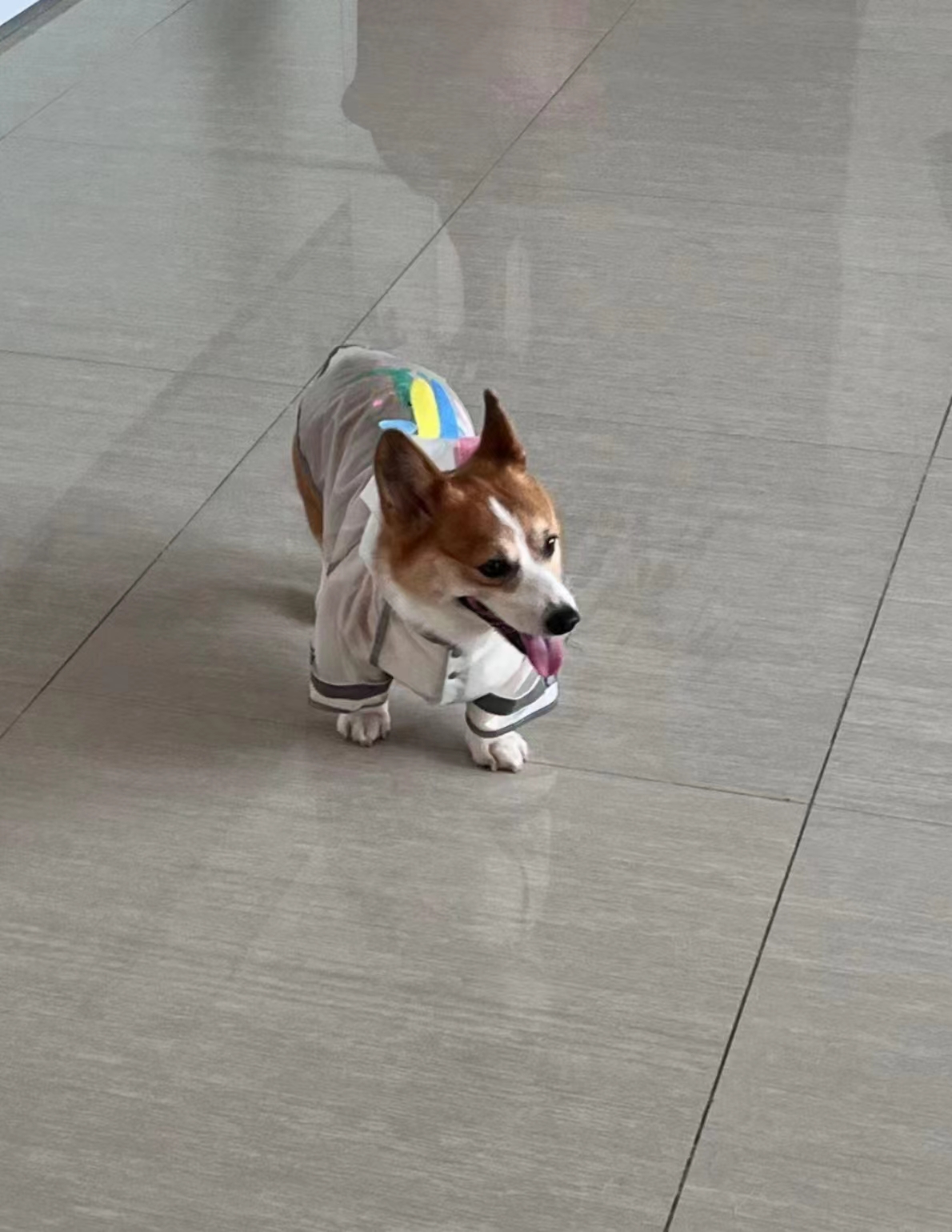 Pet Spring And Summer Frosted Raincoat With Printed Transparent Raincoat review Sarah Morgan