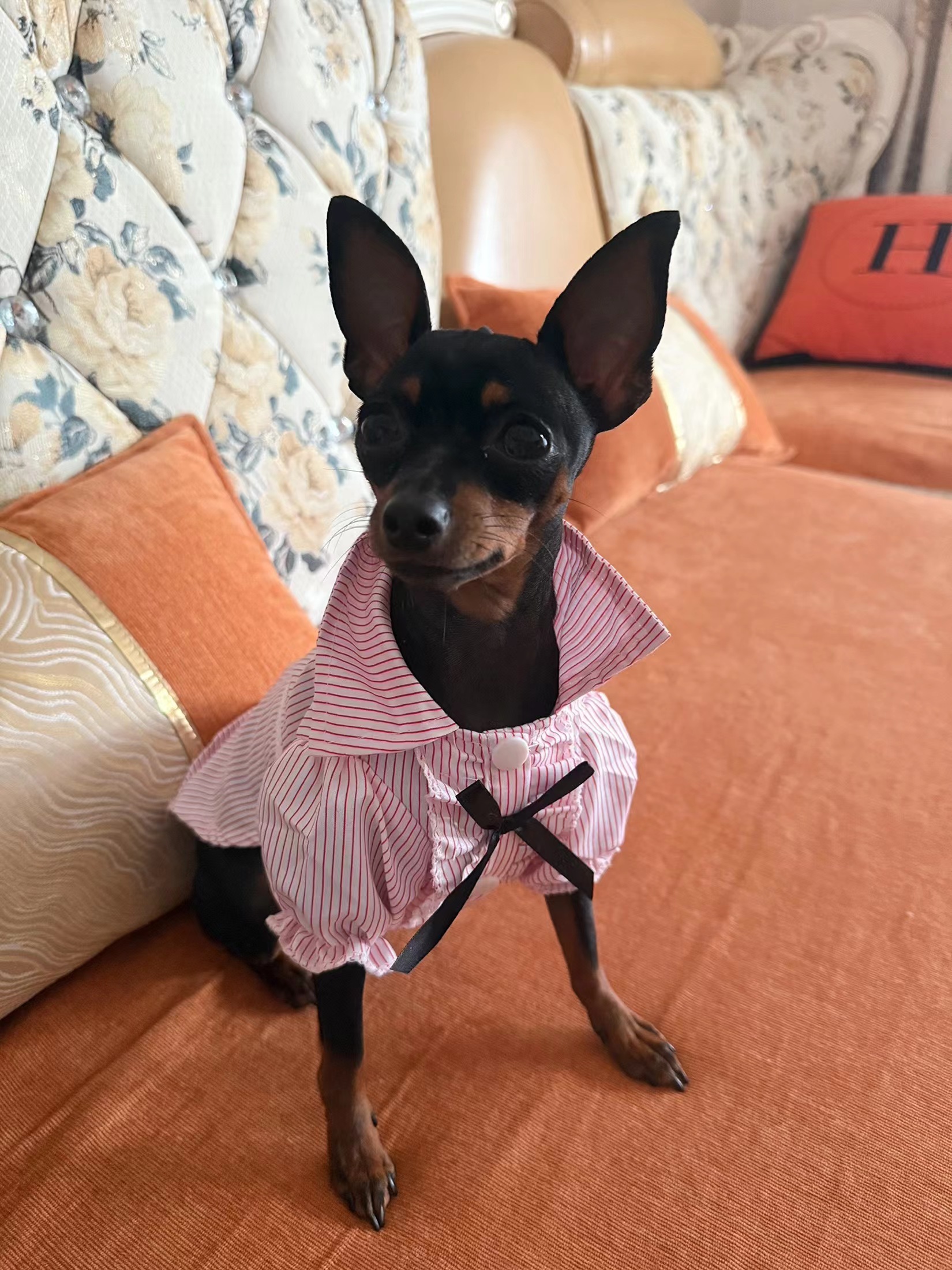 Pet Two Leg Clothes Sweet Shirt review Anne Wright