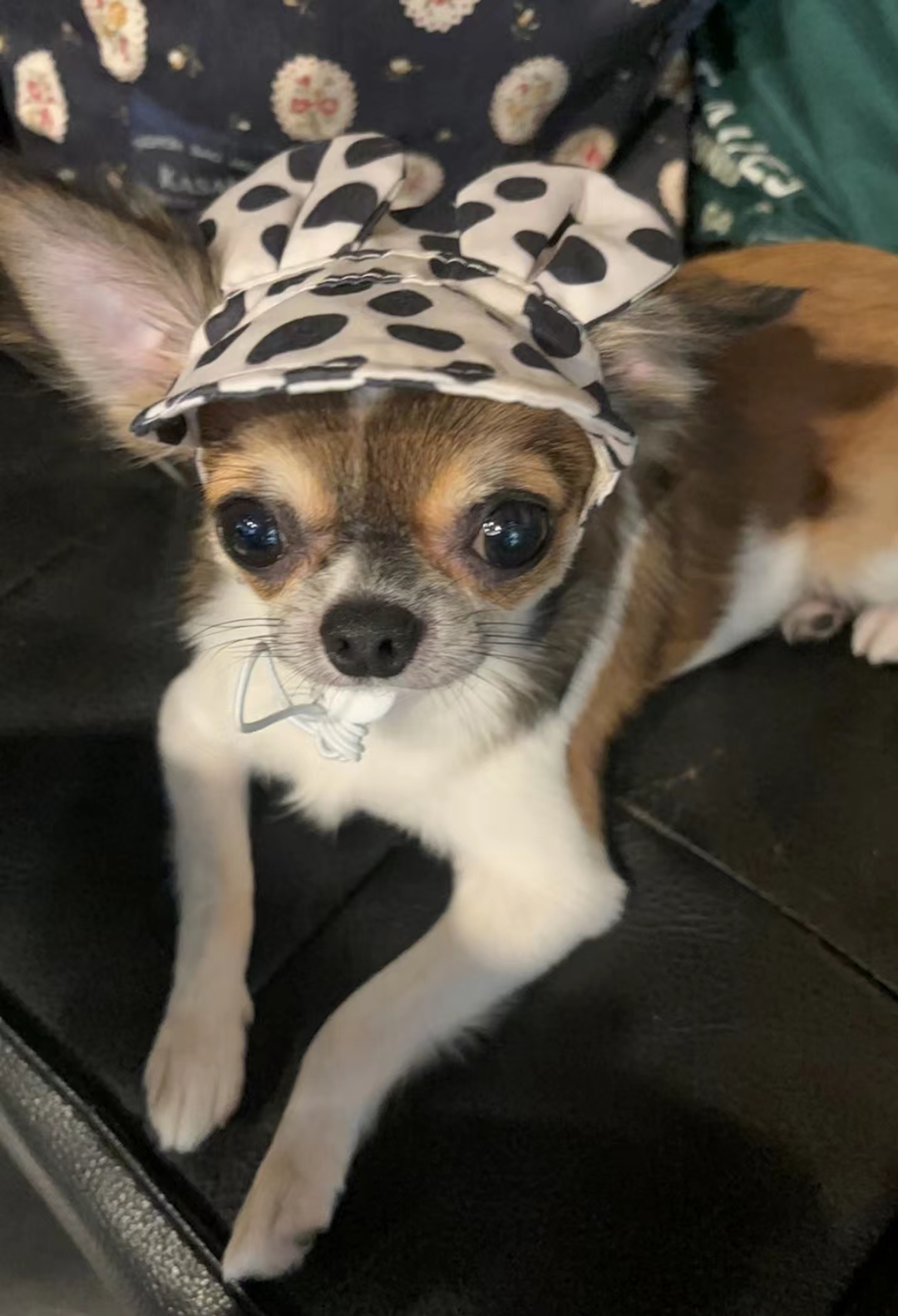Pet Hat, Dog, Cat, Sunscreen and Sunshade Hat review Natalie King
