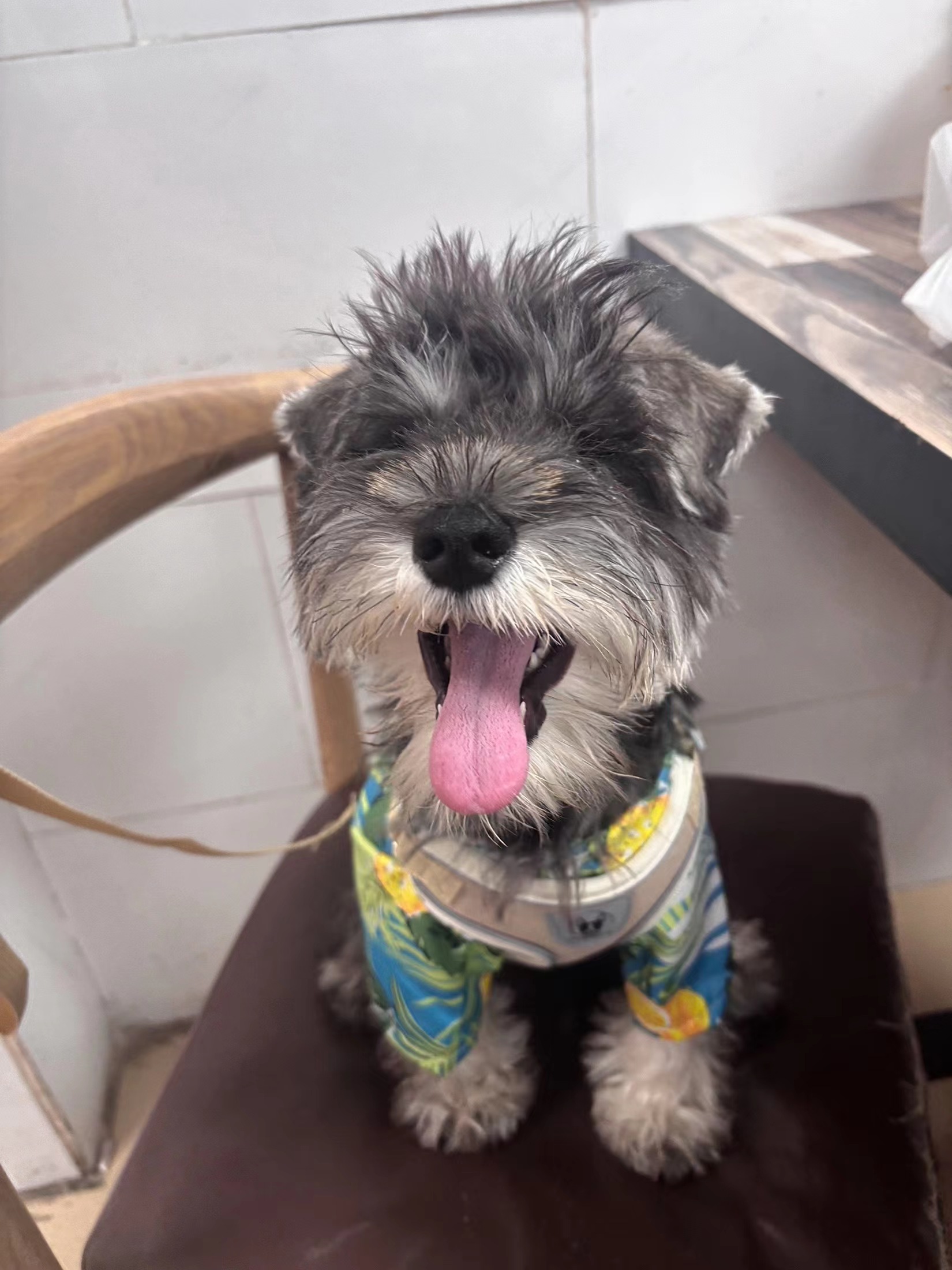 Spring And Summer Shirts, Pet Clothes review Harper Lynn Mitchell