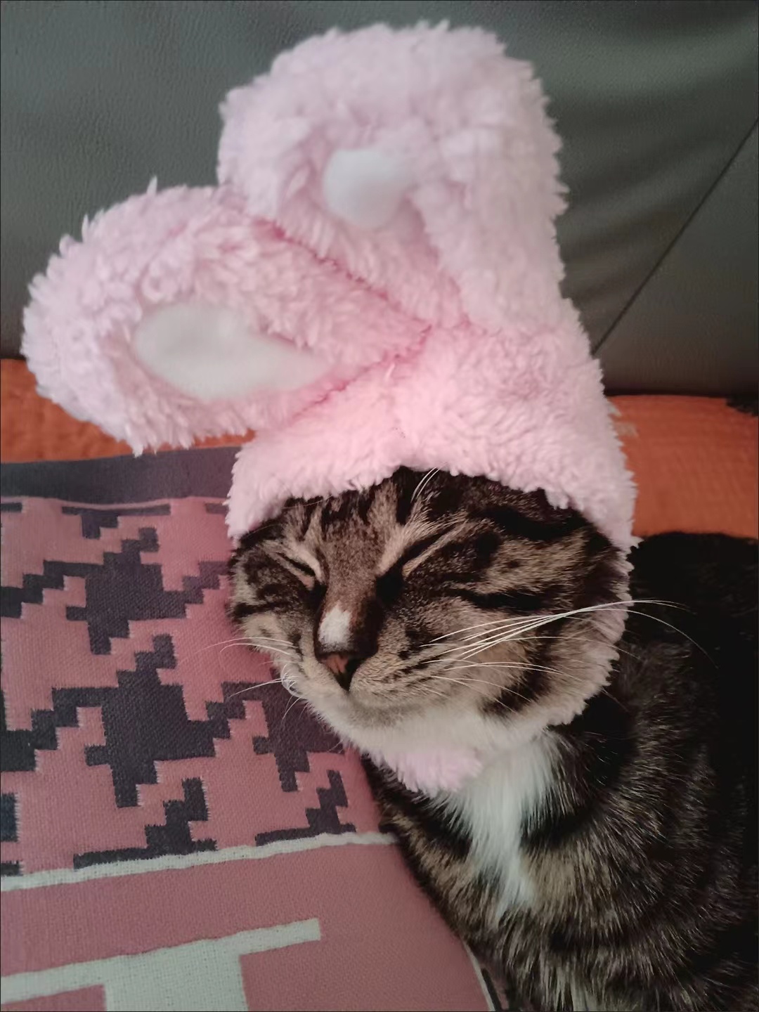 Christmas Birthday Hat Pet Headgear review Harper Lynn Mitchell