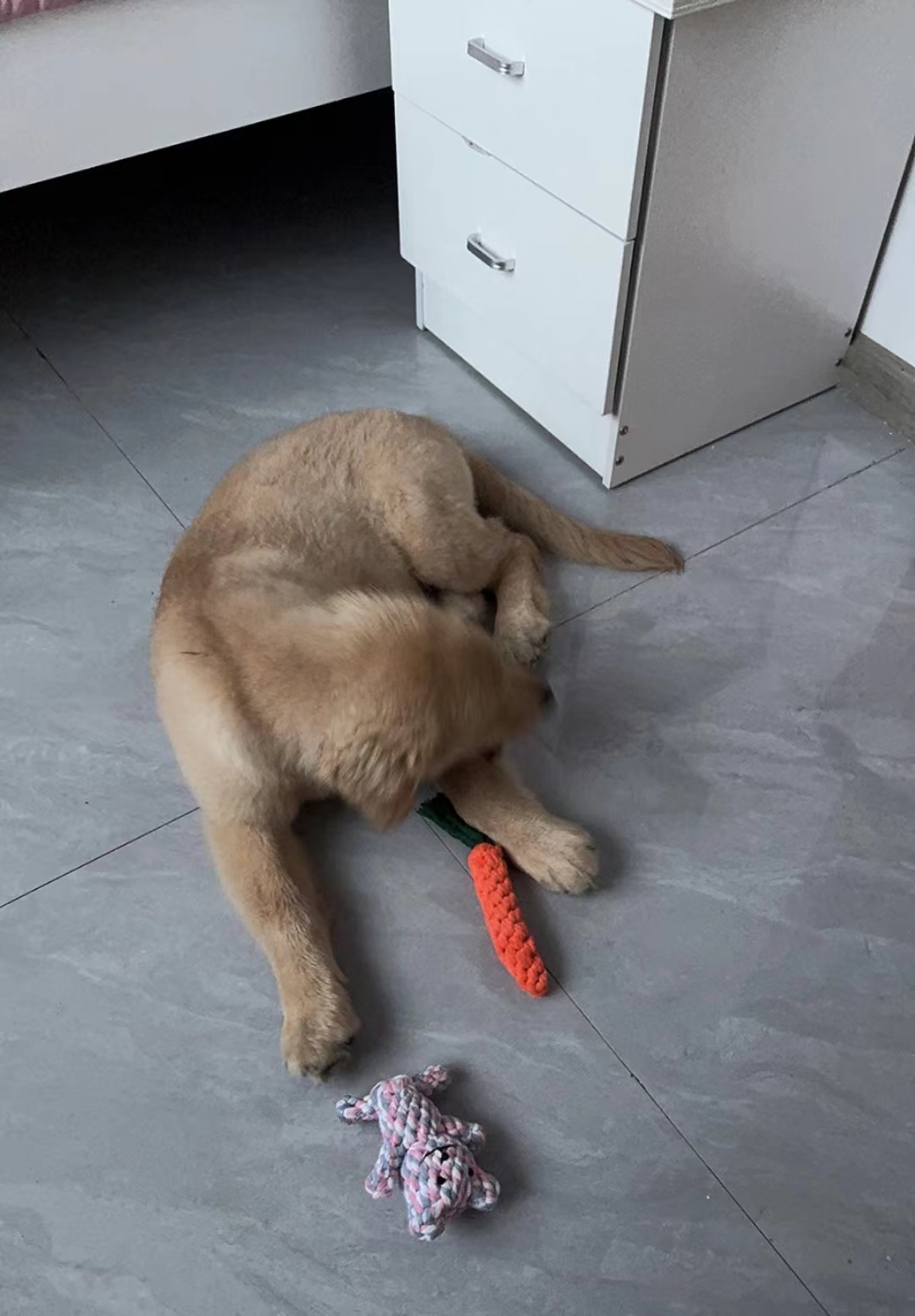 Pet Teeth Grinding, Teeth Cleaning, Anti Bite Cotton Rope Toy review Maya Elise Dawson