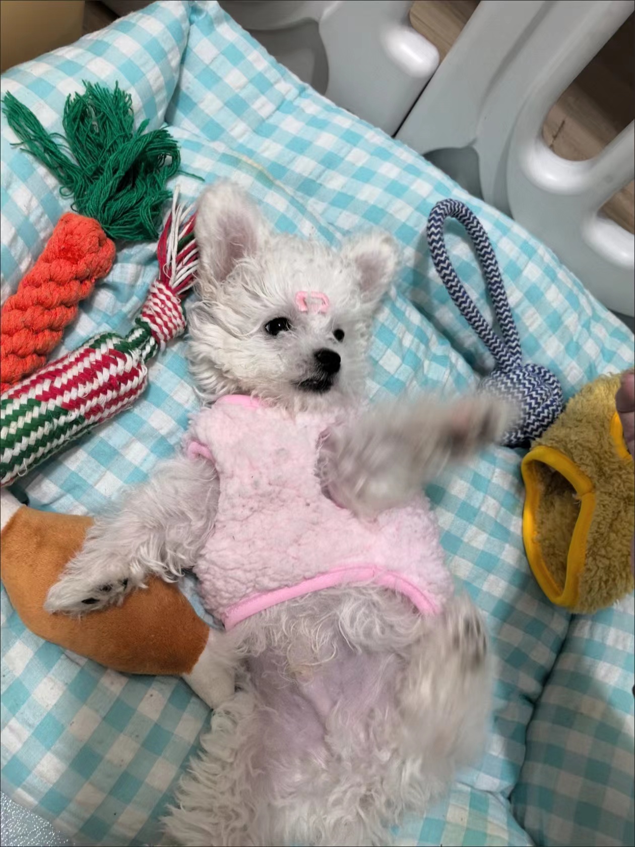Pet Cute Small Cotton Jacket review Elise Marlowe Hart