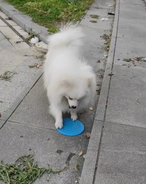 Dog Throw Toy Training Flying Saucer review Elena Rodriguez