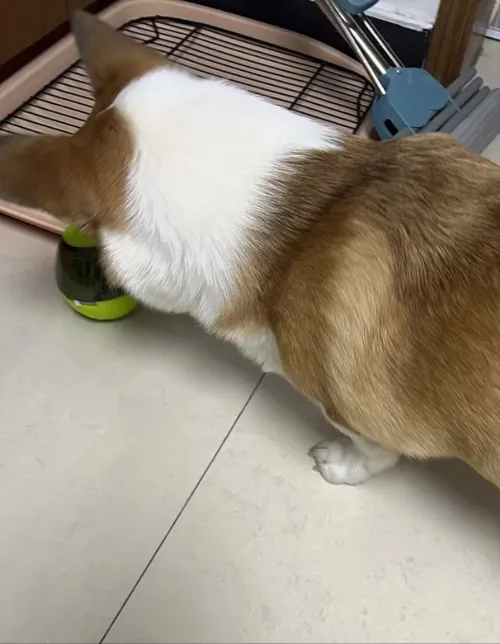 Dog Slow Food Toy Tumbler Bowl Food Dispensing Ball review Marcus Bennett