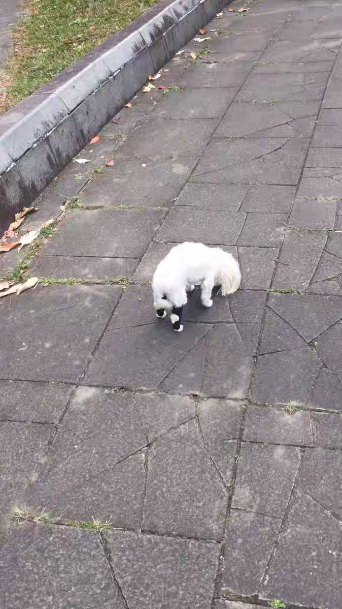 DOGLEMI Dog Leg Brace for Hock Joint Damage review Charlotte Wells