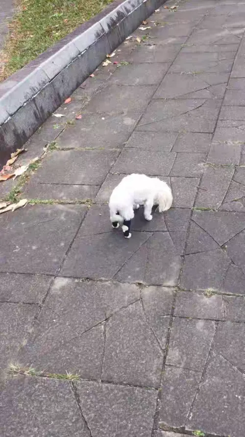 DOGLEMI Dog Leg Brace for Hock Joint Damage review Charlotte Wells