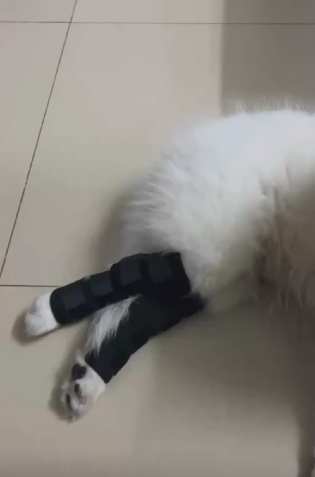 Dog Hock Braces Fix Hock Joint Damage review Daniel Reeves