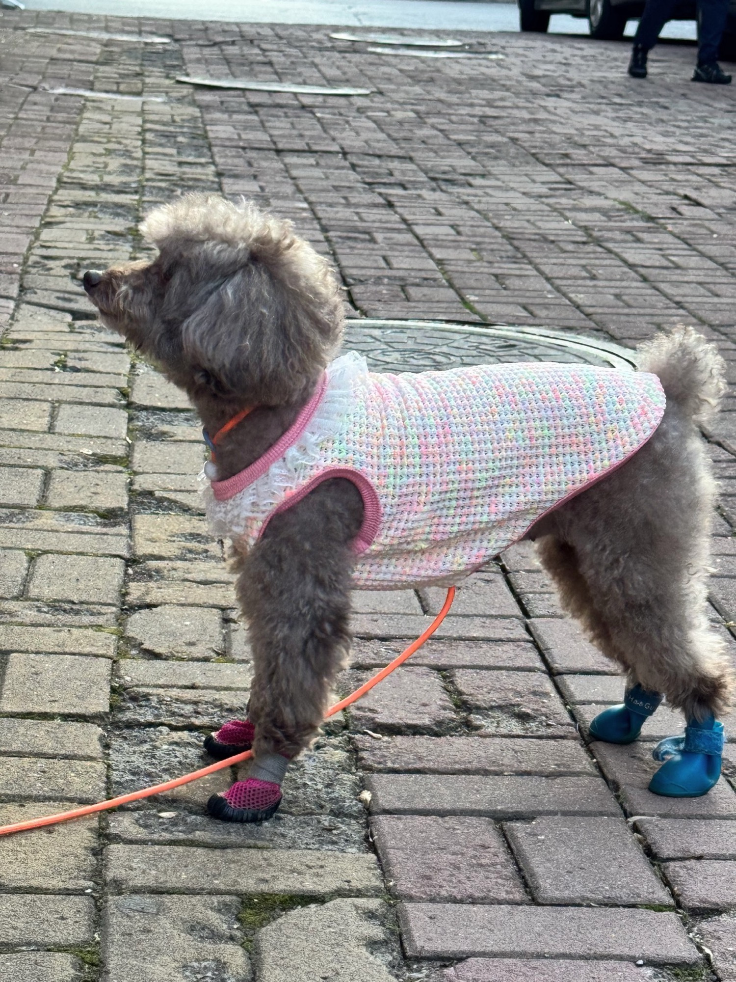 Pet Knit Outfit Set Daisy Flower Design review Lena Thompson