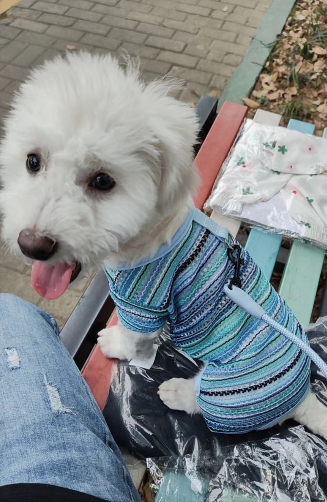 Pet Striped Vest Set Colorful Summer Design review Nora Ellis