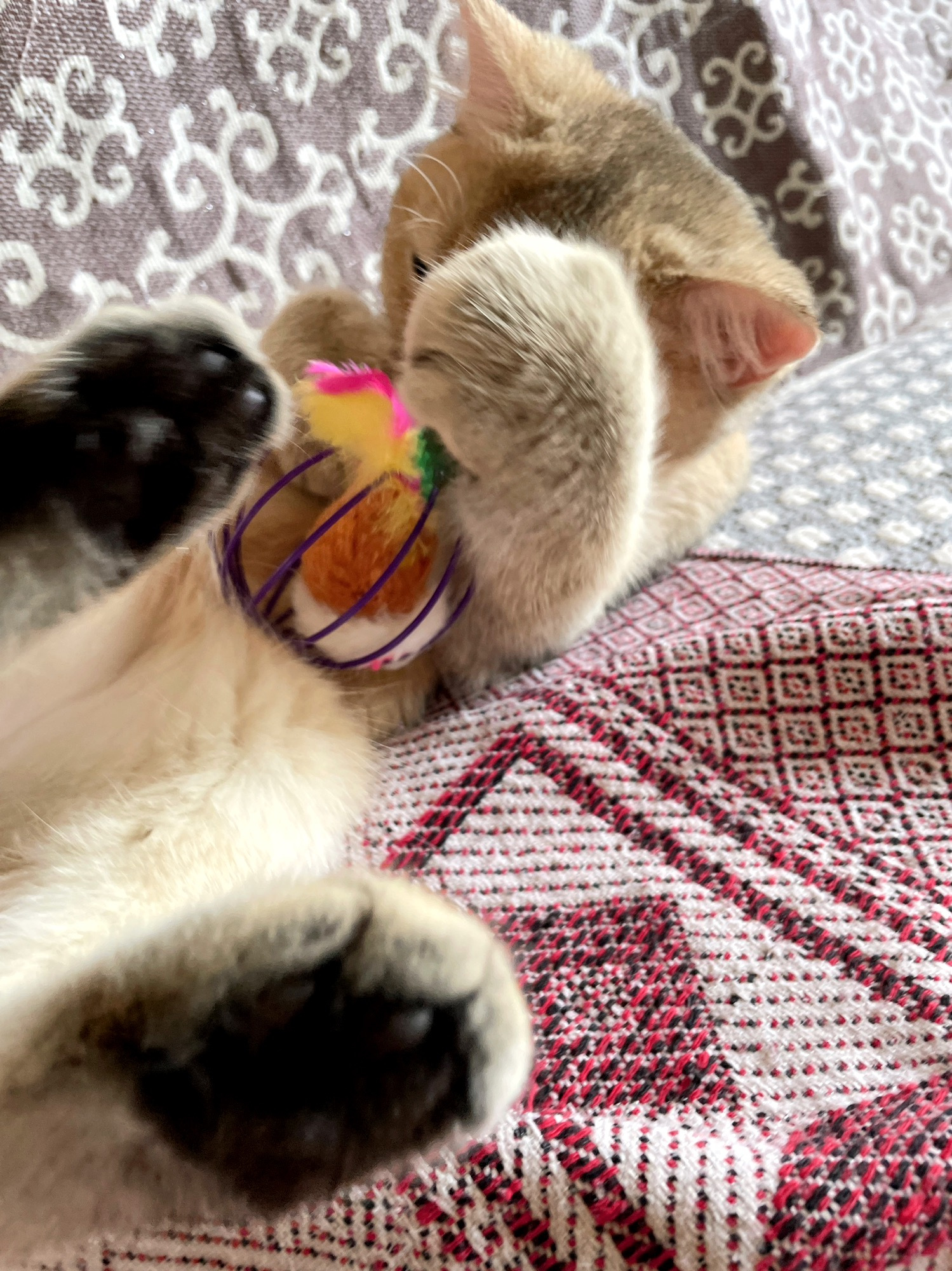 Colorful Wire Cage Cat Toy with Feather Mice review Liam Carter