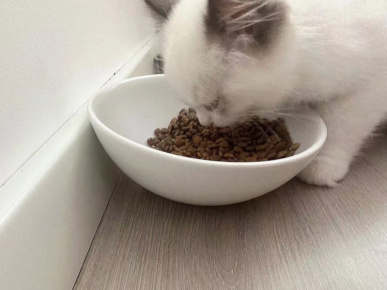 Sloped Ceramic Pet Bowl for Comfortable Feeding review Daniel Carter