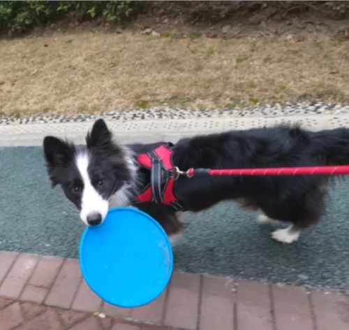 Dog Throw Toy Training Flying Saucer review Ethan Morgan