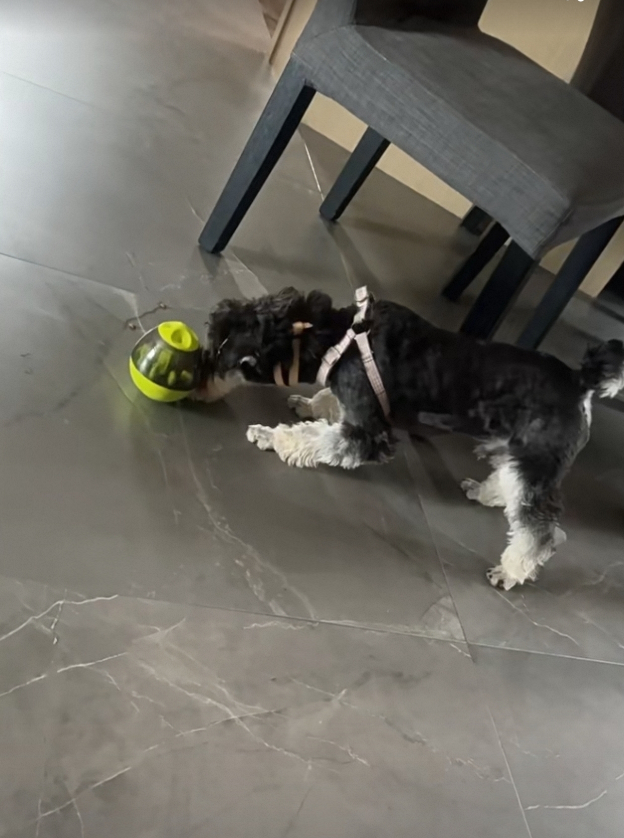 Dog Slow Food Toy Tumbler Bowl Food Dispensing Ball review Laura Bennett