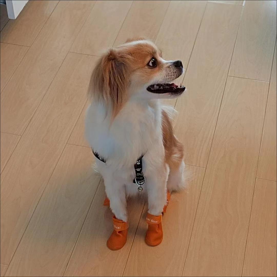 Dog Waterproof Rain Boots review Sophia Carter