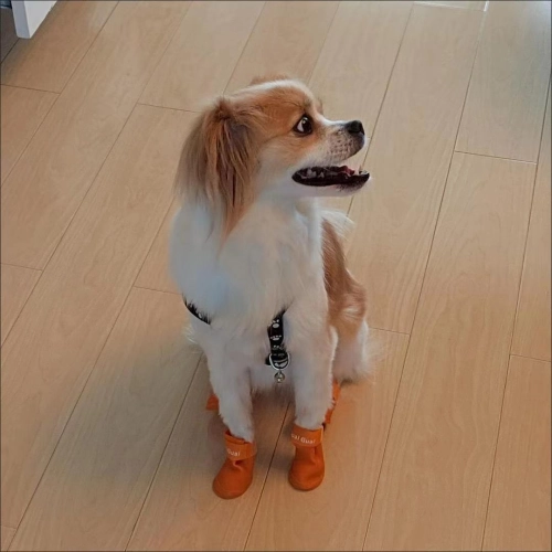 Dog Waterproof Rain Boots review Sophia Carter