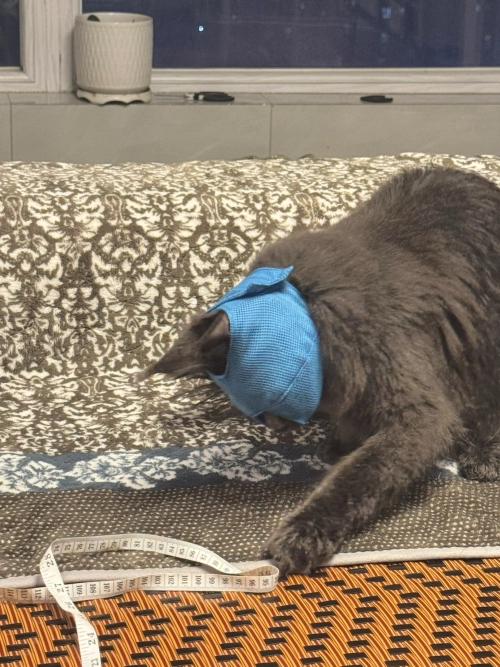 DOGLEMI Cat Muzzle Breathable Mesh Muzzle Adjustable Cat Mask That Prevents Eating Biting And Barking review Charles Whitaker