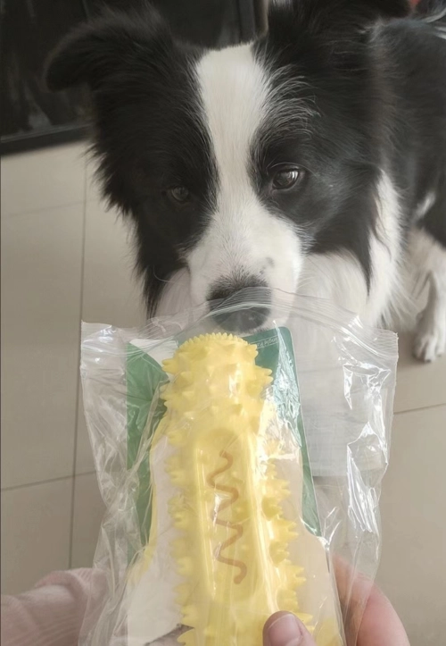 Dog Chew Toy Rubber Molar Stick review Rebecca Hughes