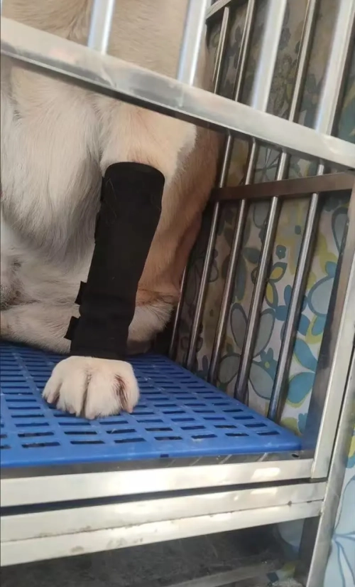 DOGLEMI Dog Leg Brace for Hock Joint Damage review Daniel Foster