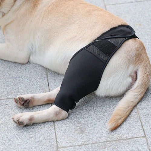 DOGLEMI Dog Rear Leg Brace for Fix Patella Dislocation review Thomas Whitfield