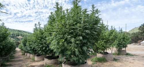 How to Identify and Avoid Counterfeit Muha Meds Vape Products