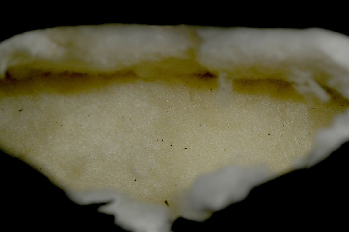 UGG Women's Classic Twin Seam New Heights Boots Black 1158313