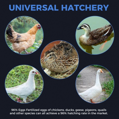 68-Egg Auto-Turn Incubator with Power Outage Protection & Smart Climate Control 02