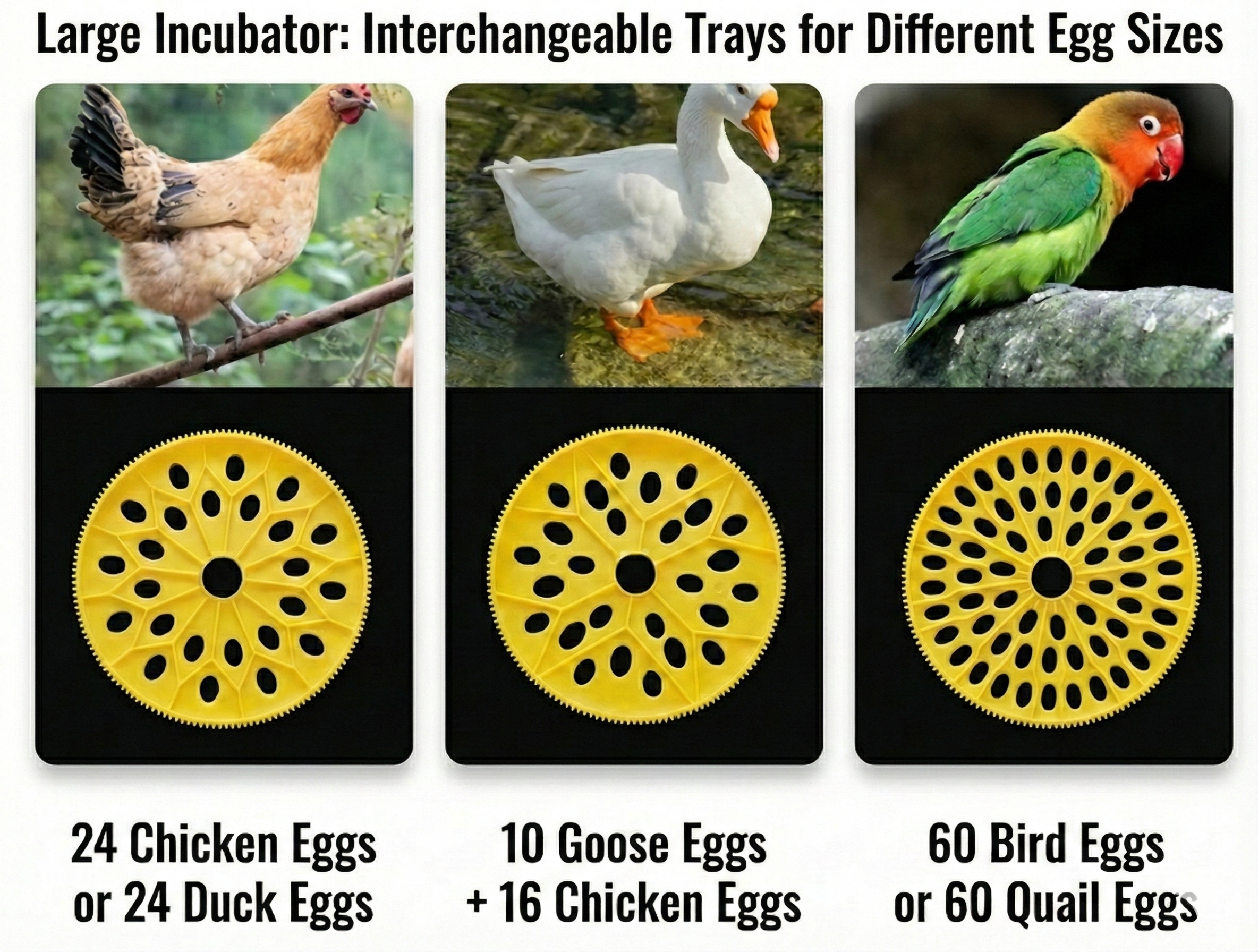 Automatic Egg Incubator with Interchangeable Trays (Chicken, Quail, Bird Options)