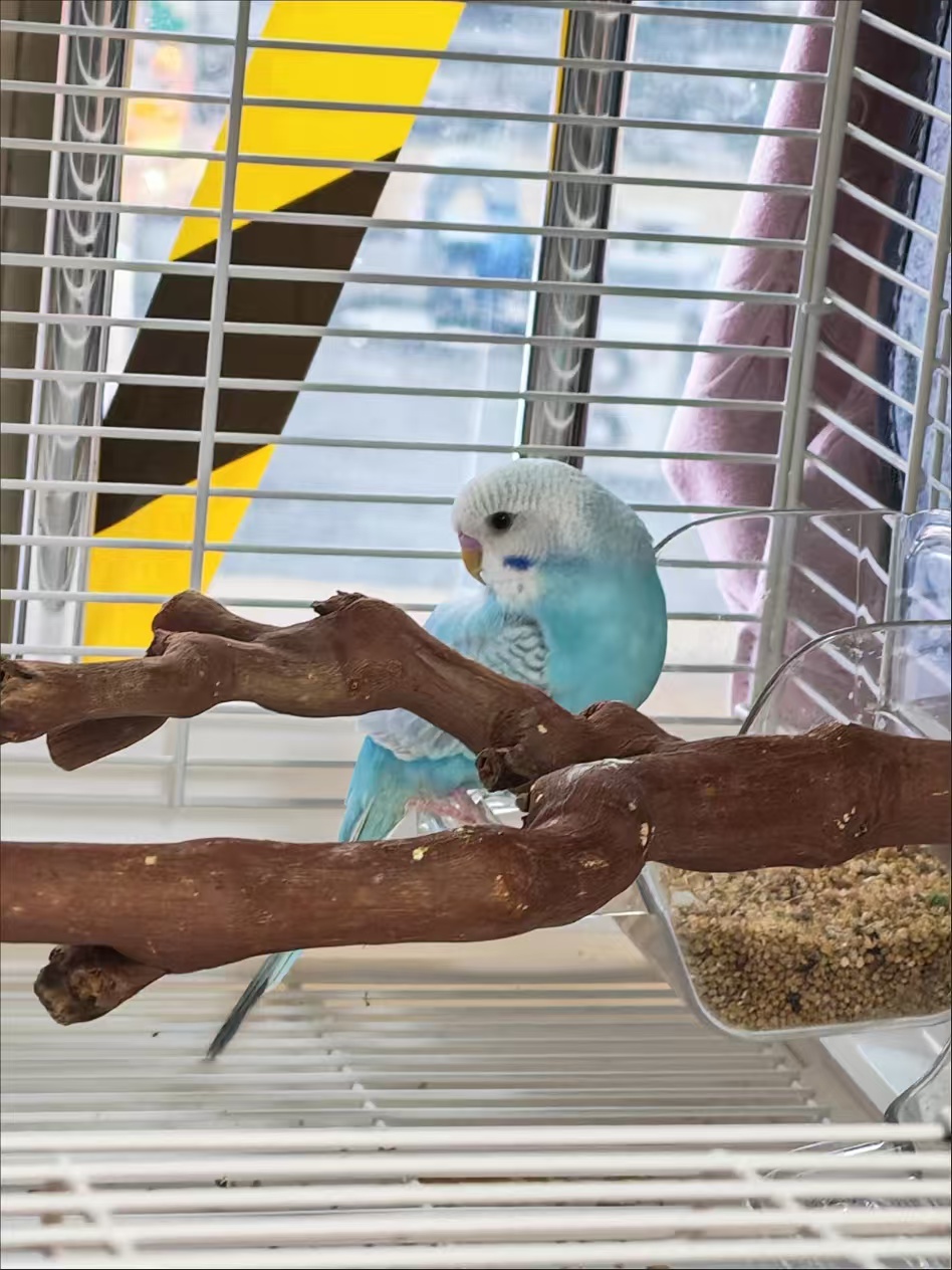 Natural Grape Wood Parrot Perch 